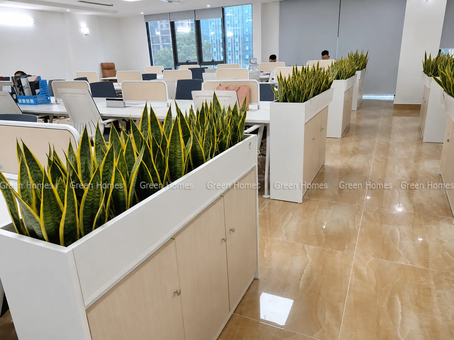 Green Homes cho thuê cây cảnh văn phòng trọn gói tại Tòa nhà Goldsilk Complex